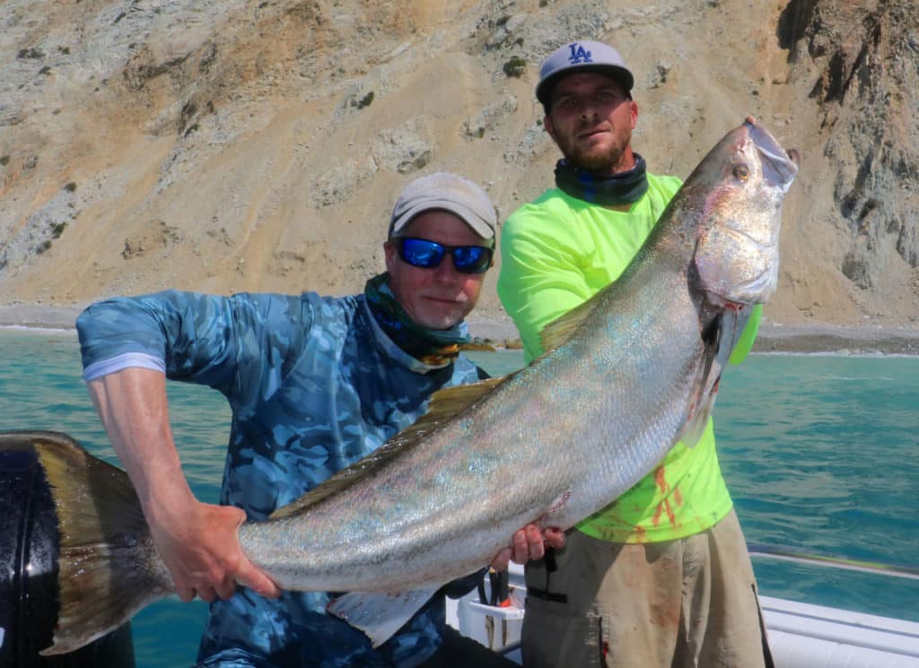 Large white seabass