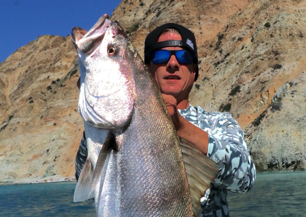 White seabass caught near sandy beach