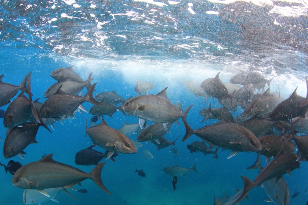 Ascension Island - jacks galore