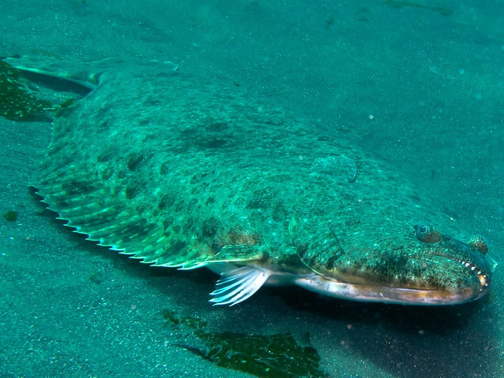 California halibut on the bottom