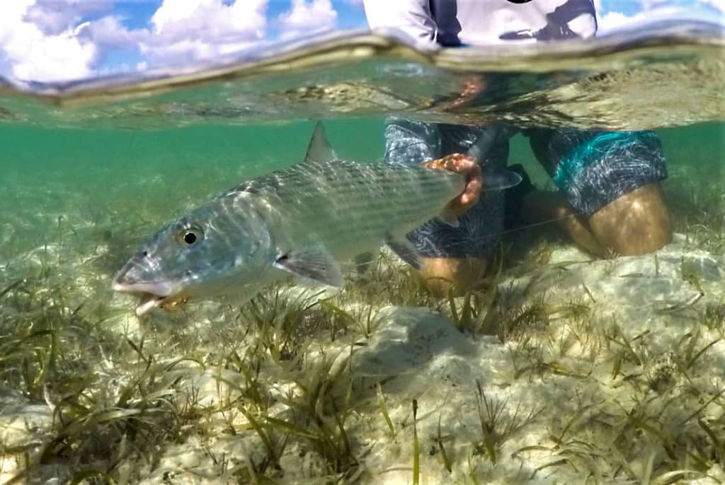 A sub-surface view of an angler releasing a Florida Keys bonefish.