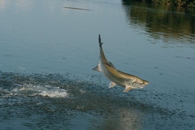 Jumping tarpon caught deep sea fishing