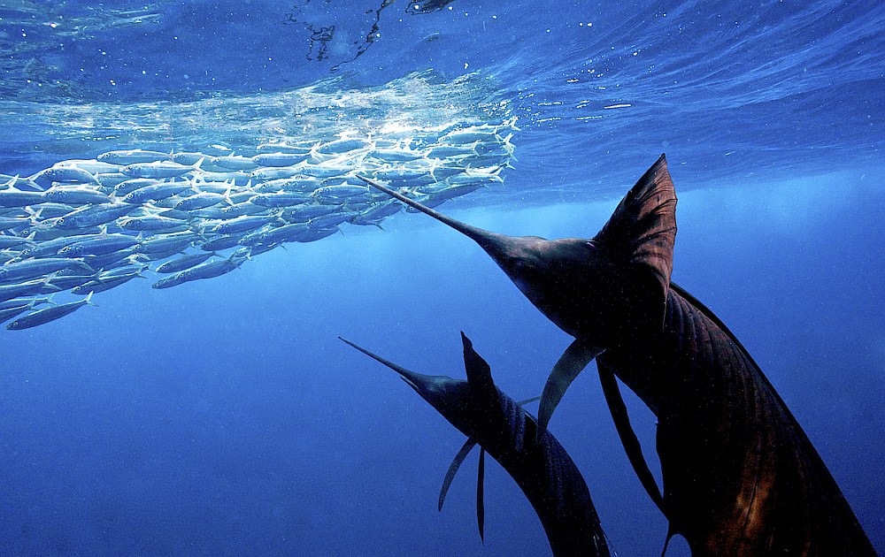 Sailfish around a bait ball in Isla Mujeres, Mexico