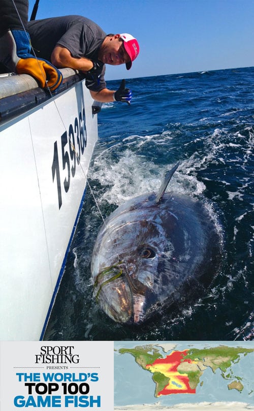 bluefin tuna