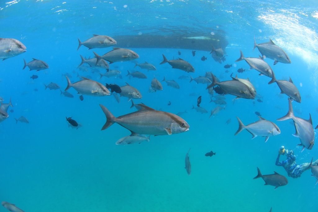 Ascension Island - jacks everywhere