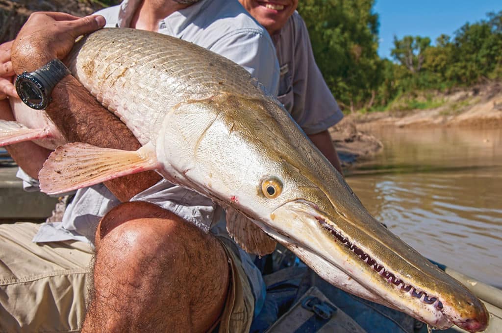 Alligator garfish caught in winter