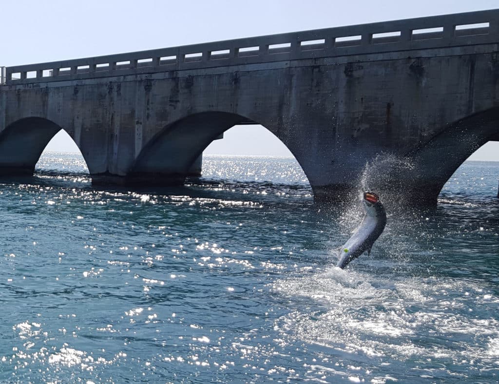 Tarpon jumping near a bridge