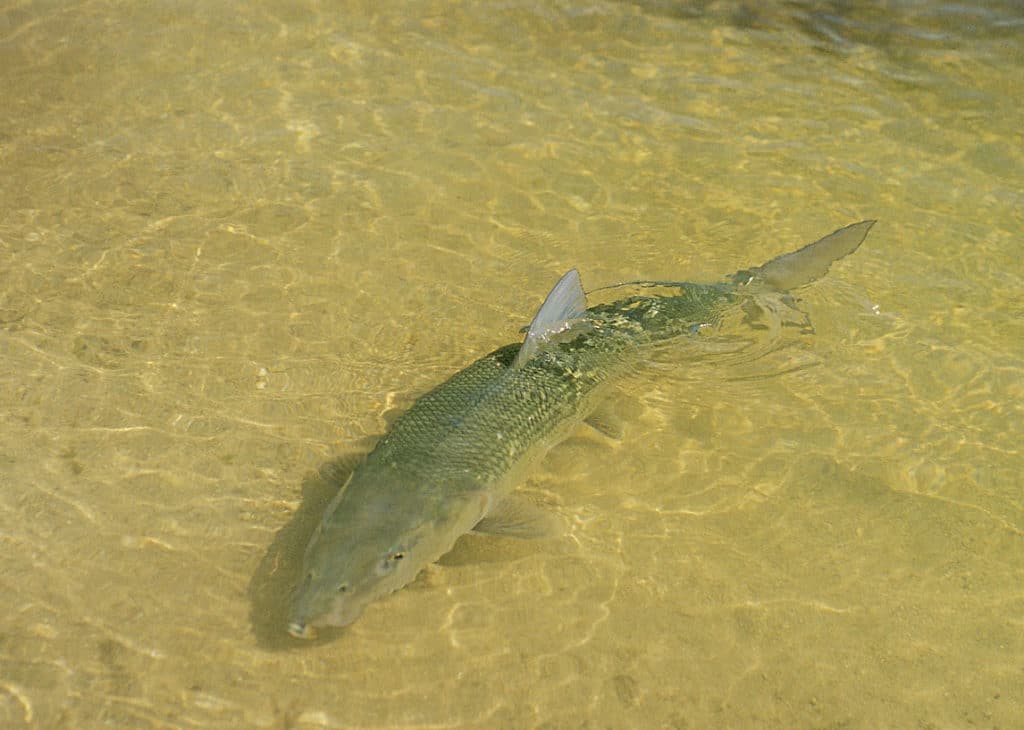 A large bonefish on a shallow-water flat.