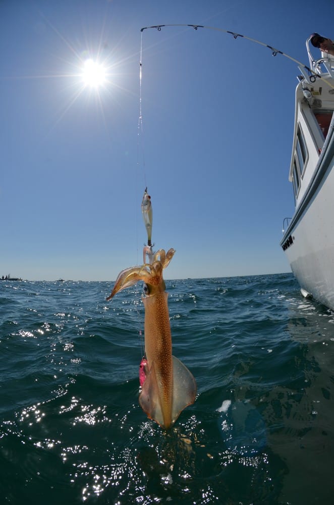 Spring Squid-Fishing Riot in the Northeast