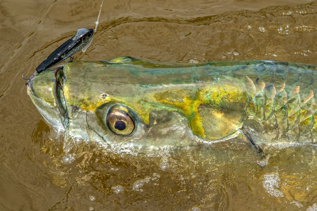 Tarpon caught on a plug