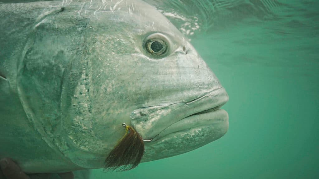 Giant trevally off Alphonse Island