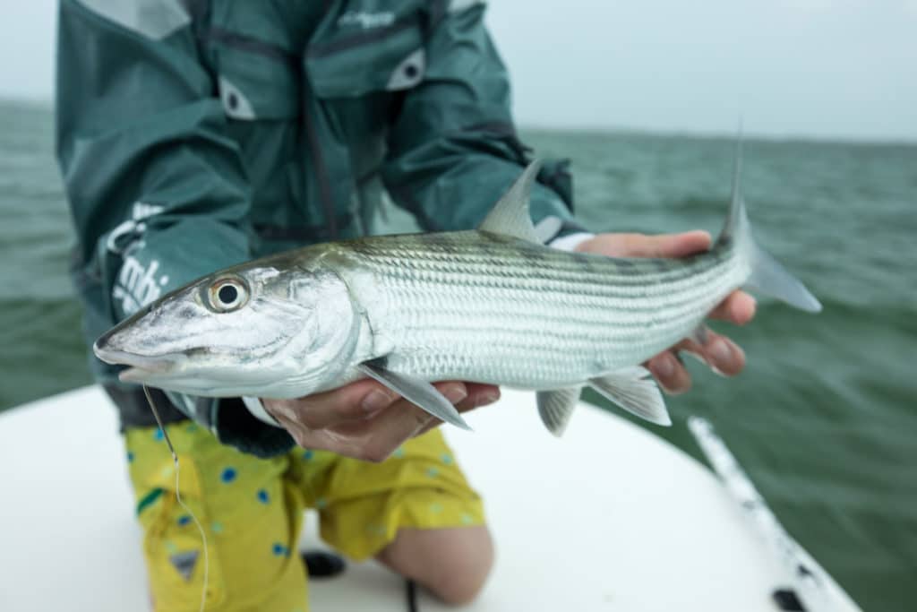 An angler holds a nice bonefish on an overcast day.