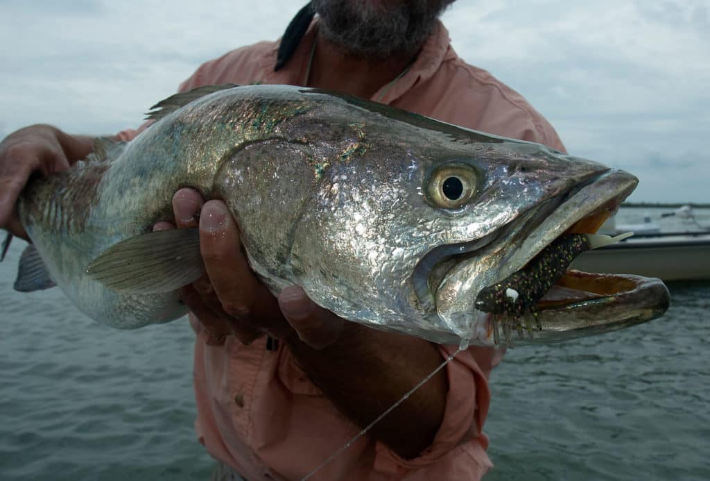 Large trout caught in the morning