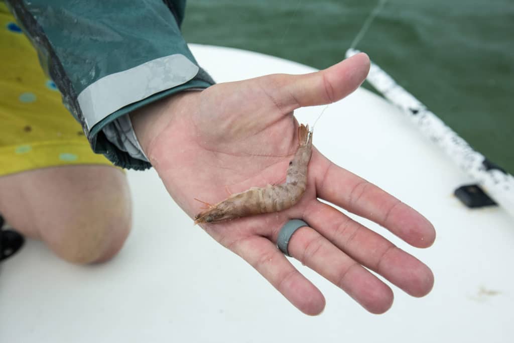 A live shrimp hooked through the tail and ready to cast for bonefish.