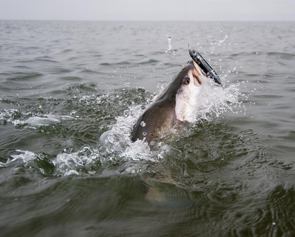 Jumping seatrout