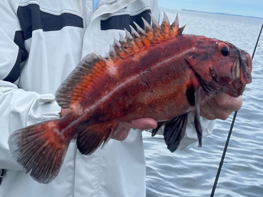 Northwest Pacific yellow eye rockfish