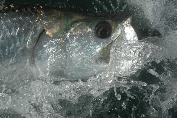 Tarpon at the sea surface