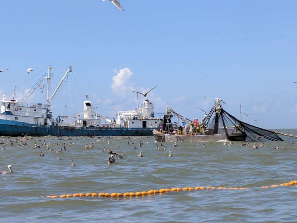 Pogy-netting operation