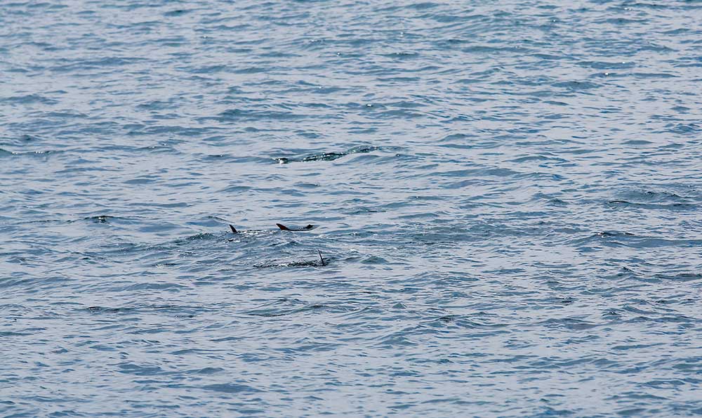 bluefin tuna breezers in California