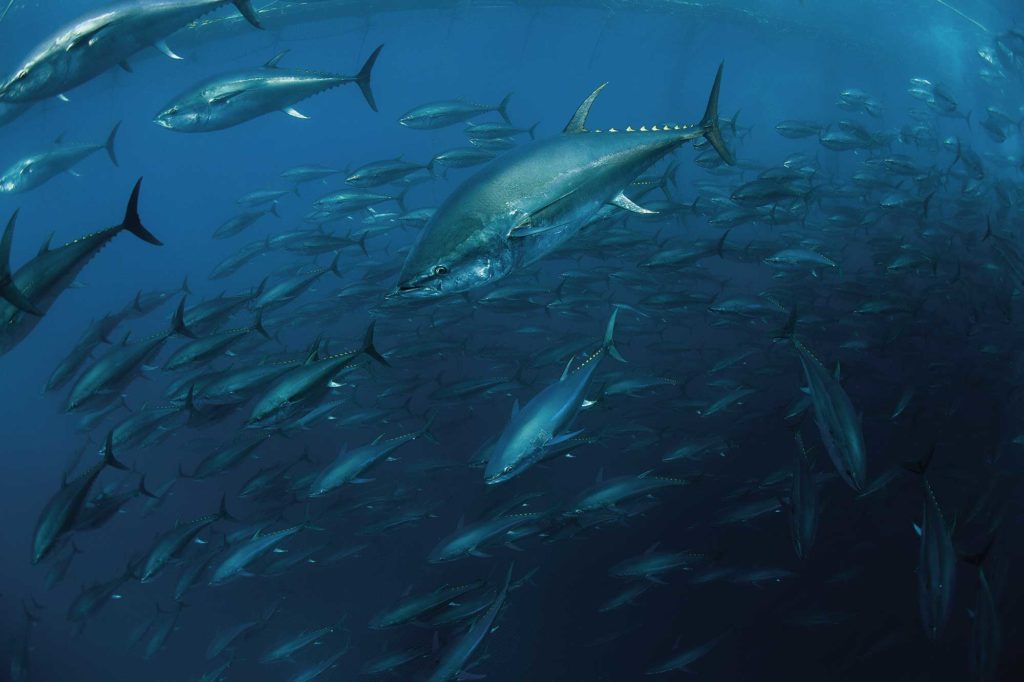 Pacific bluefin tuna