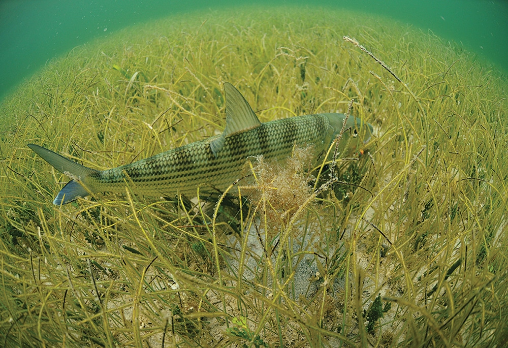 bonefish caught fishing artificial lure