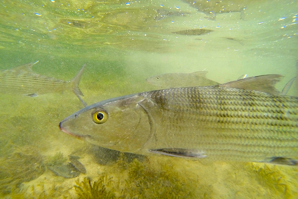 underwater bonefish caught fishing artificial tackle