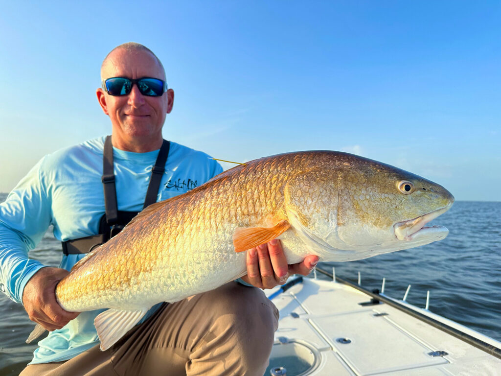 Bull redfish of Louisiana