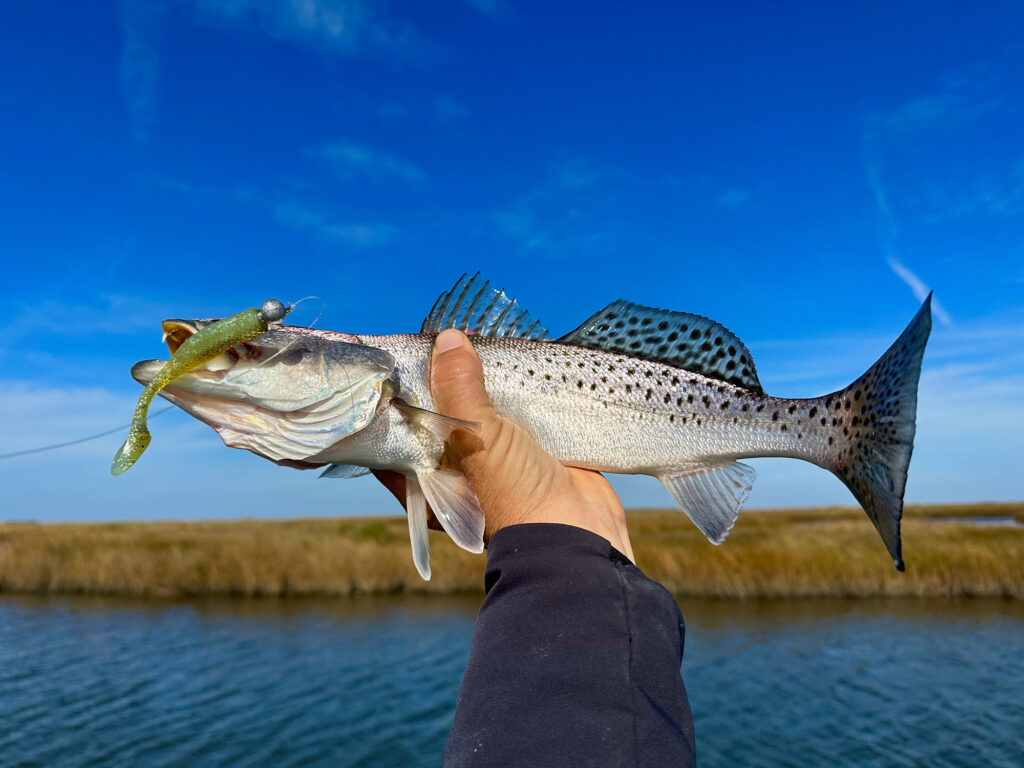 deep water speckled seatrout