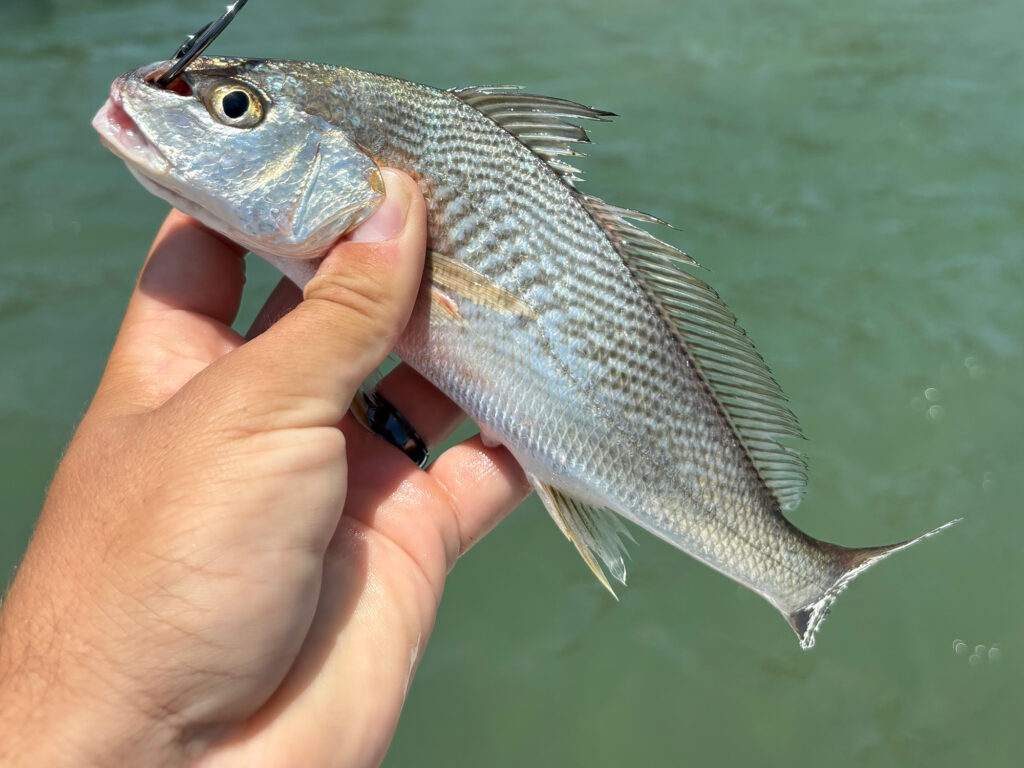 croaker baitfish