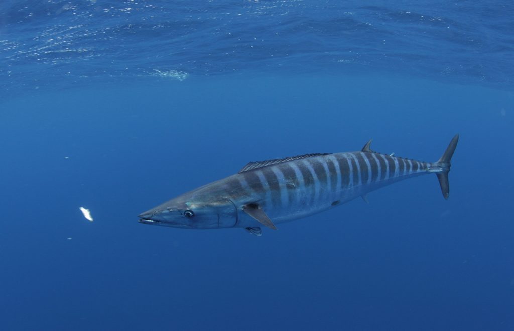 Wahoo fishing out of Venice, Lousiiana - underwater wahoo