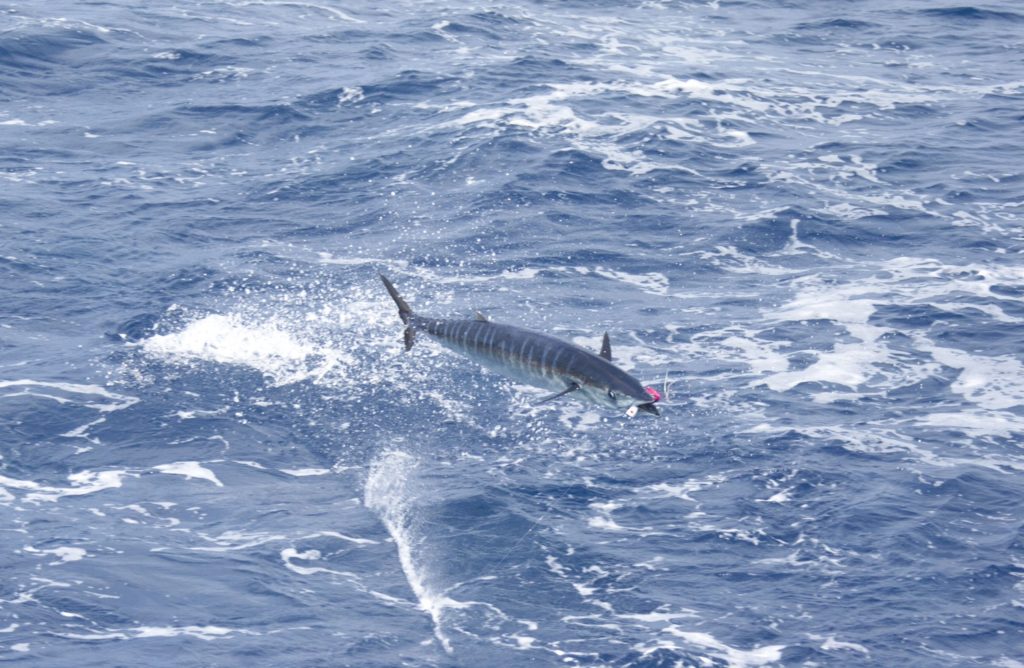 Wahoo fishing out of Venice, Louisiana - a wahoo leaps clear of the water