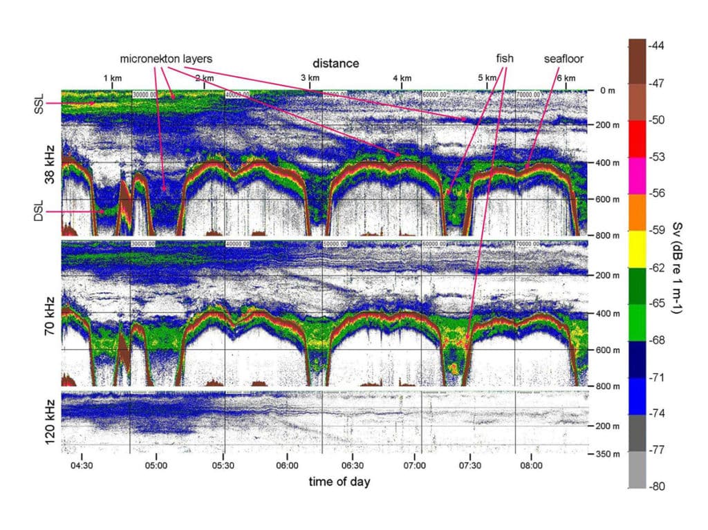 deep scattering layer