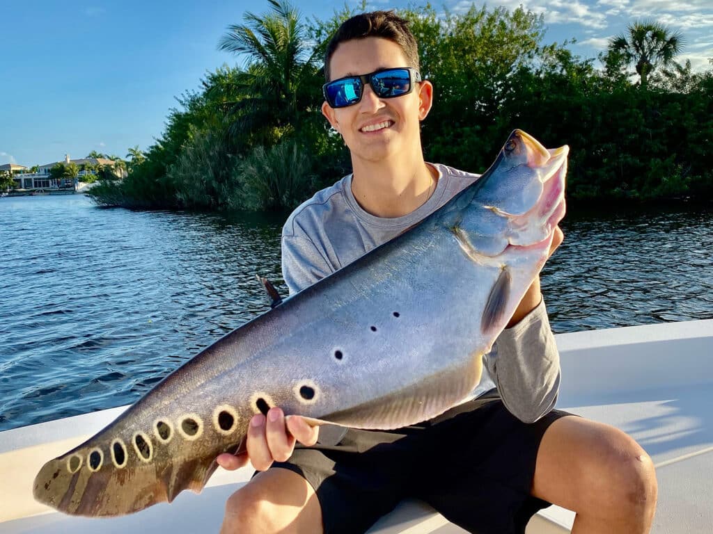 Florida clown knife fish