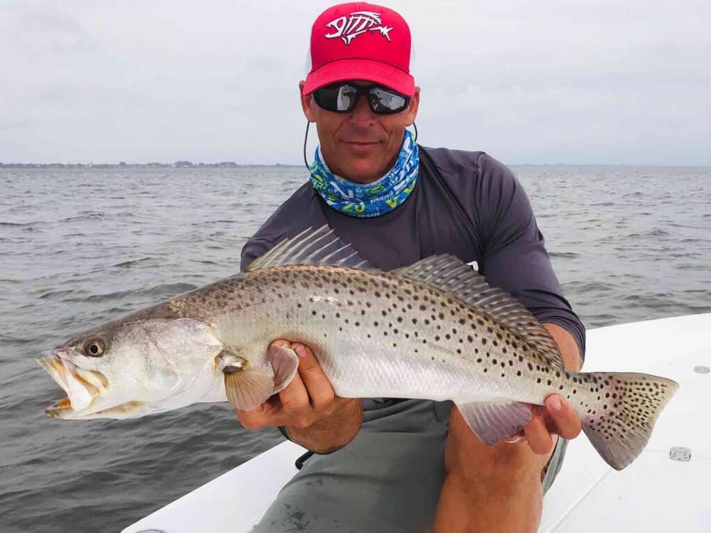 Florida seatrout