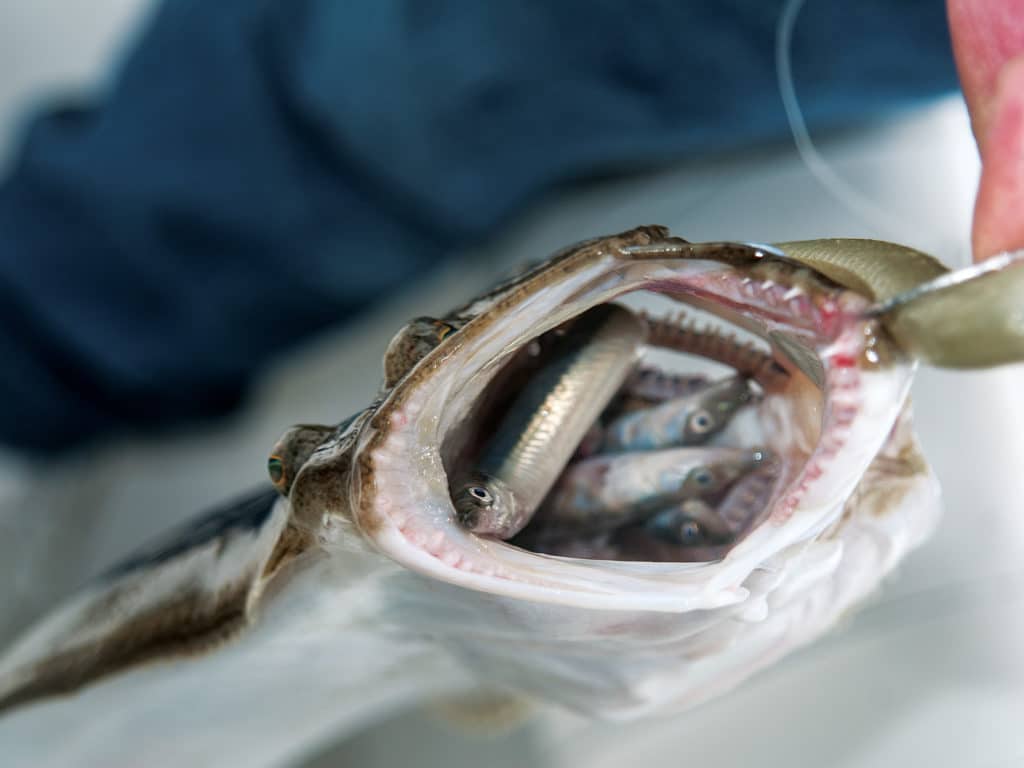 flounder eating sand lance