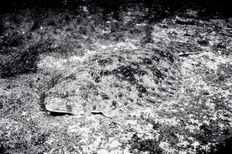 flounder fish underwater