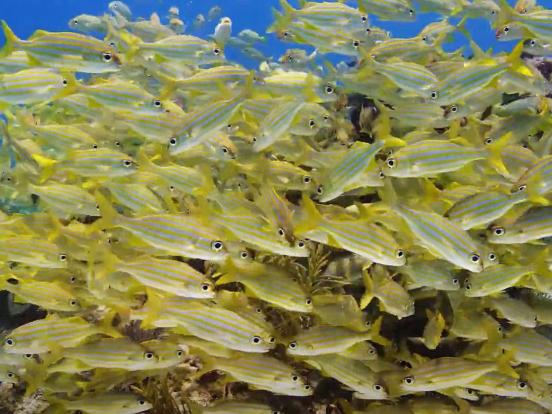 Protect the Blue: Faces of Conservation in the Florida Keys - Marathon