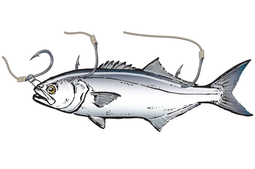 Capt. John Raguso's tips for hooking snapper bluefish