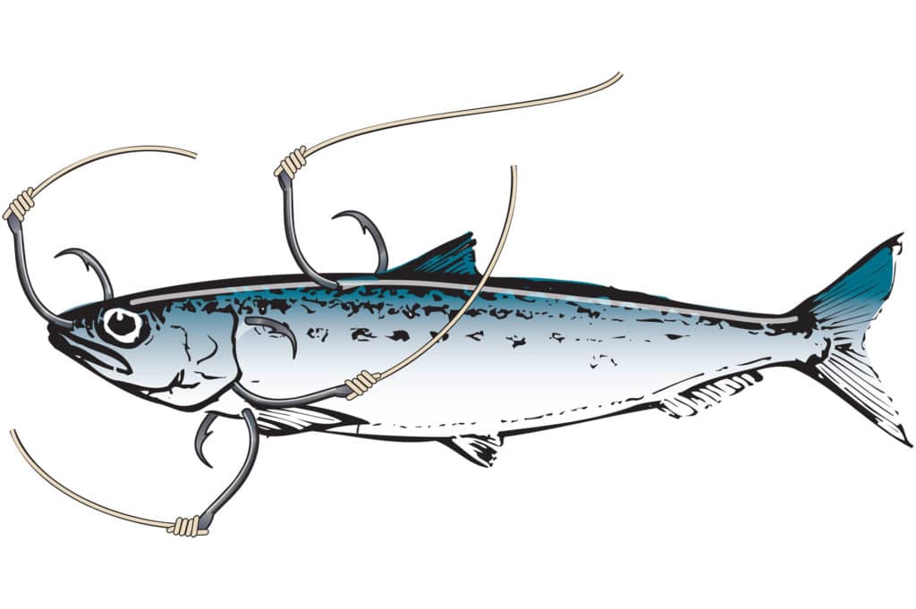 Capt. Mark Wisch's tips for hooking Pacific sardines