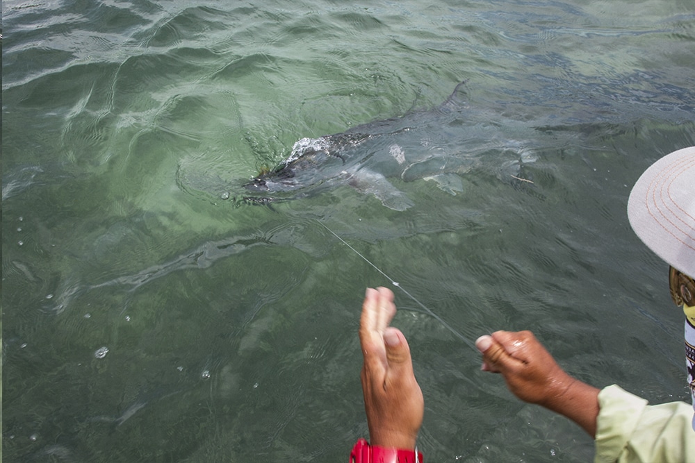 Belize Fly Fishing - 8