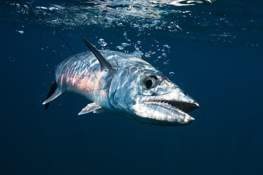 underwater kingfish photo