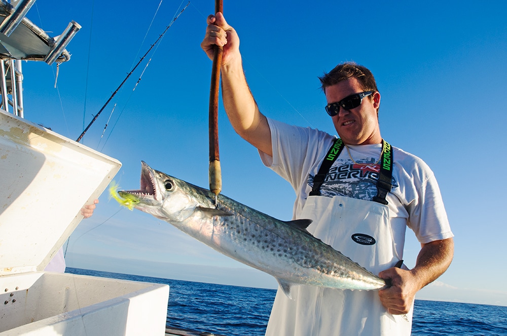 kingfish-visit-florida-1.jpg