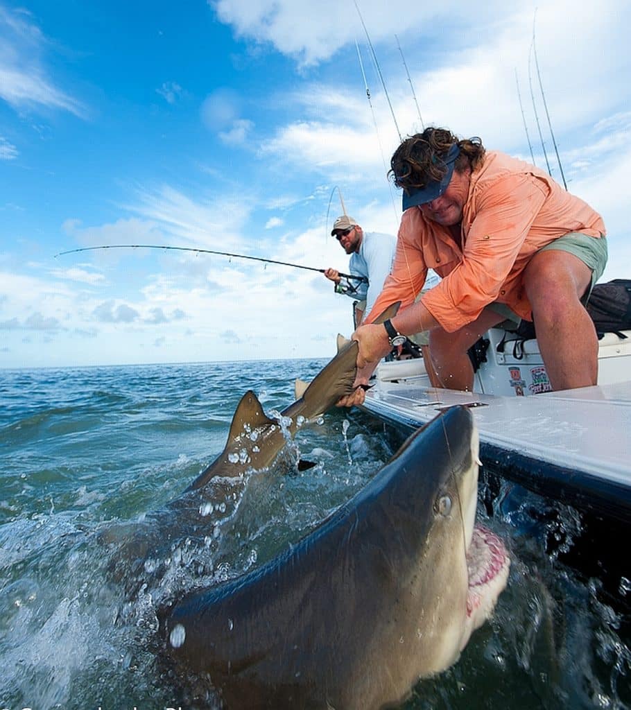 Shark Fishing - An Angler's Guide to Species: Lemon shark