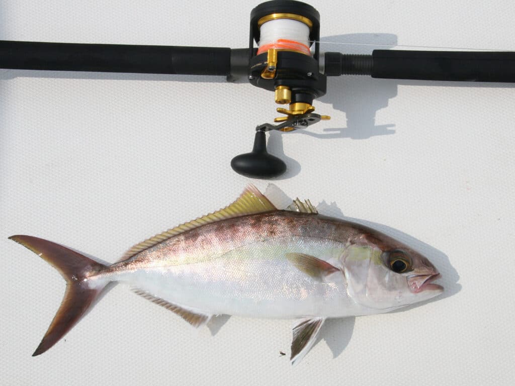 lesser amberjack