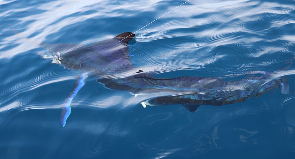 striped marlin fishing