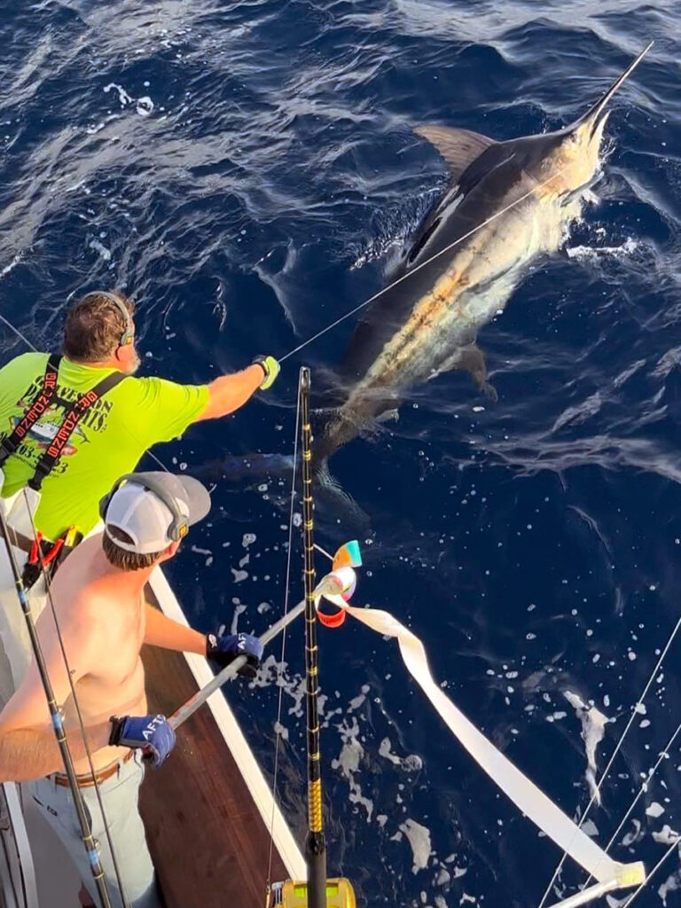 A crew handles a big blue marlin boat-side in the Gulf of Mexico.