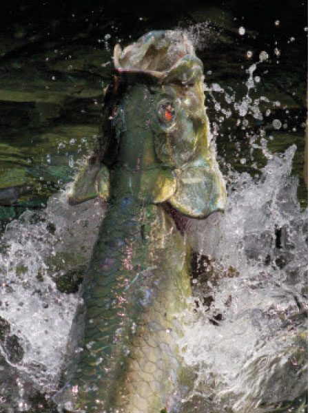 Tarpon Fishing in Miami at Night