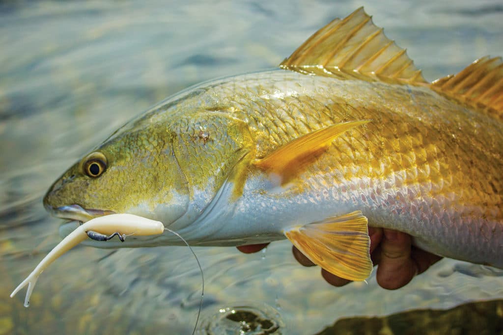 weedless jerkbait redfish