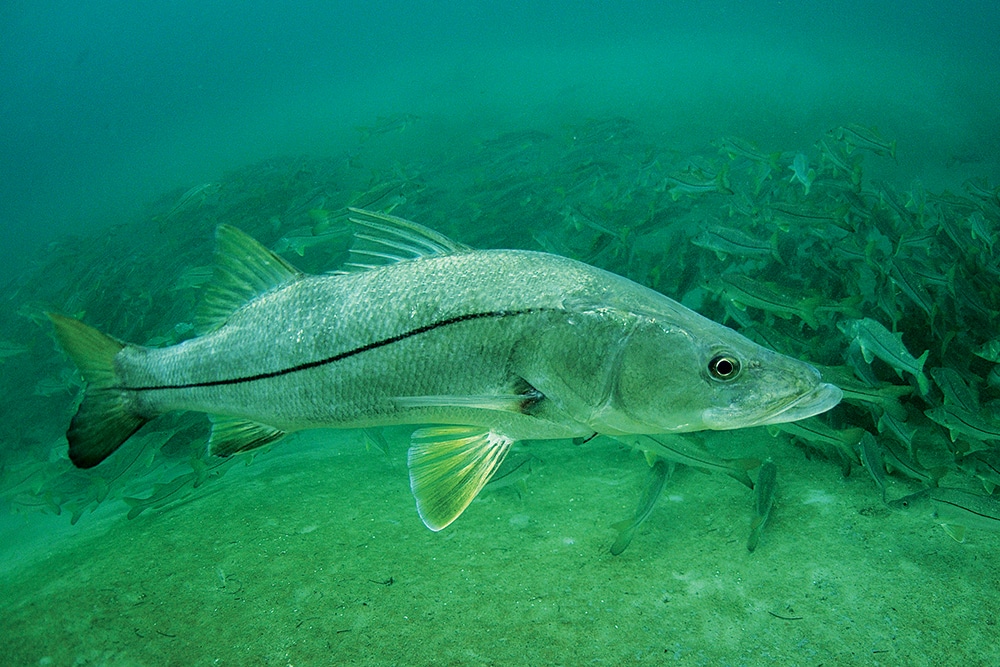 Snook feeding on the ocean bottom