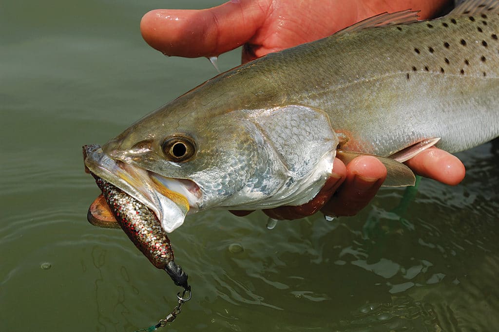 speckled trout release